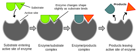 Schematic representation of the enzyme catalysed reaction.