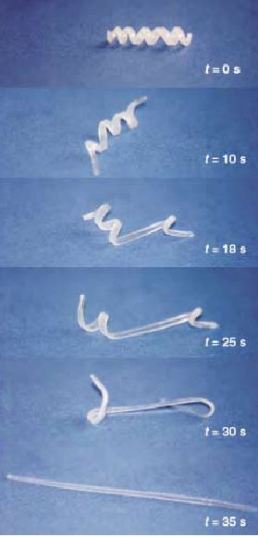 SMP transition from temporary shape (spiral) to permanent shape (rod).  (Angew. Chem. Int. Ed. 2002, 41, 2034 ± 2057)