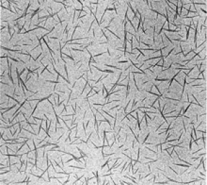 Nanocrystalline cellulose "whiskers"